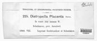 Diatrypella placenta image